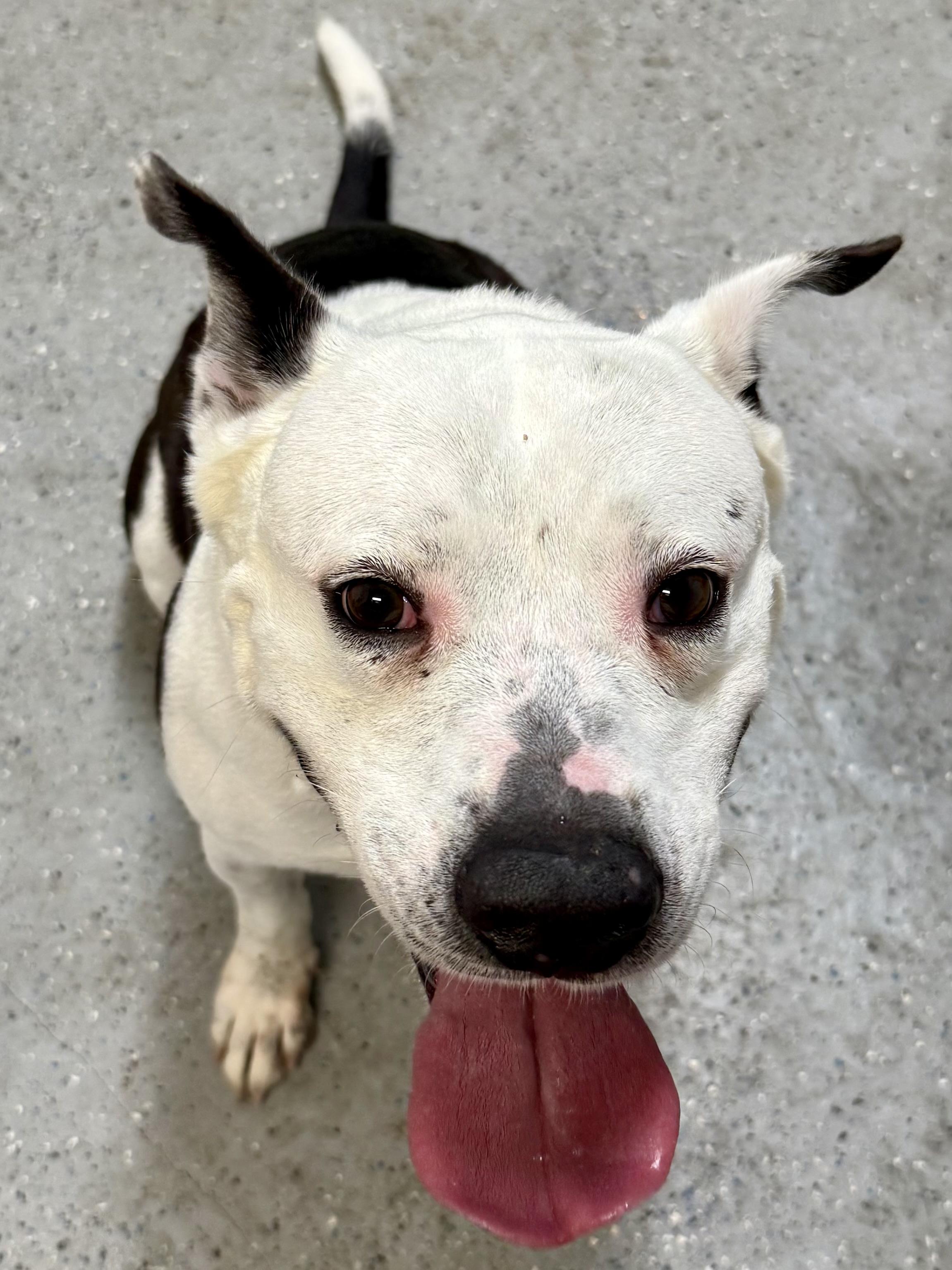 Luke Stunning boy , ADOPTABLE, Adult Male American Bulldog.