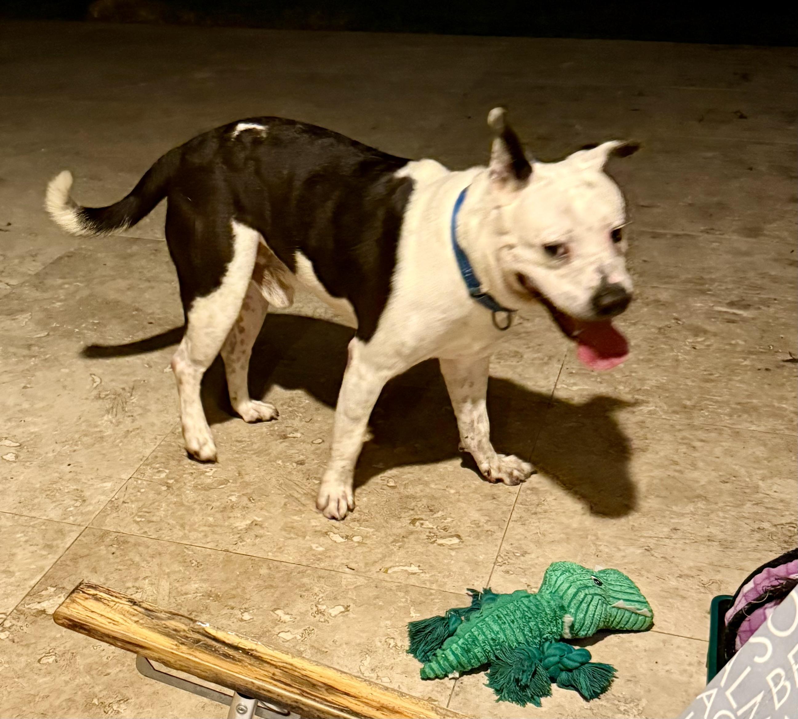 Enlarge Luke Stunning boy , a ADOPTABLE American Bulldog in Boca Raton, FL image 2/6