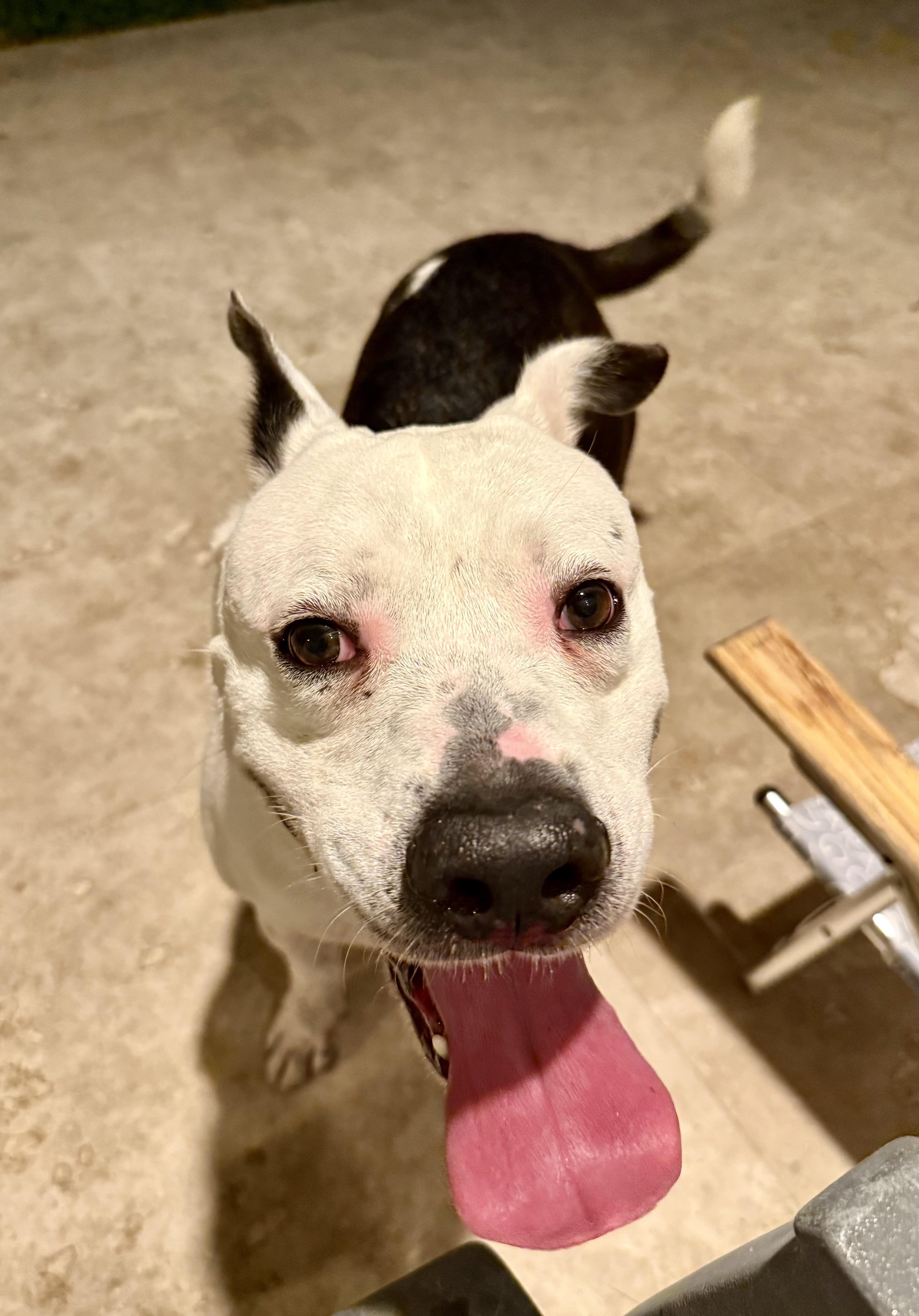 Enlarge Luke Stunning boy , a ADOPTABLE American Bulldog in Boca Raton, FL image 3/6