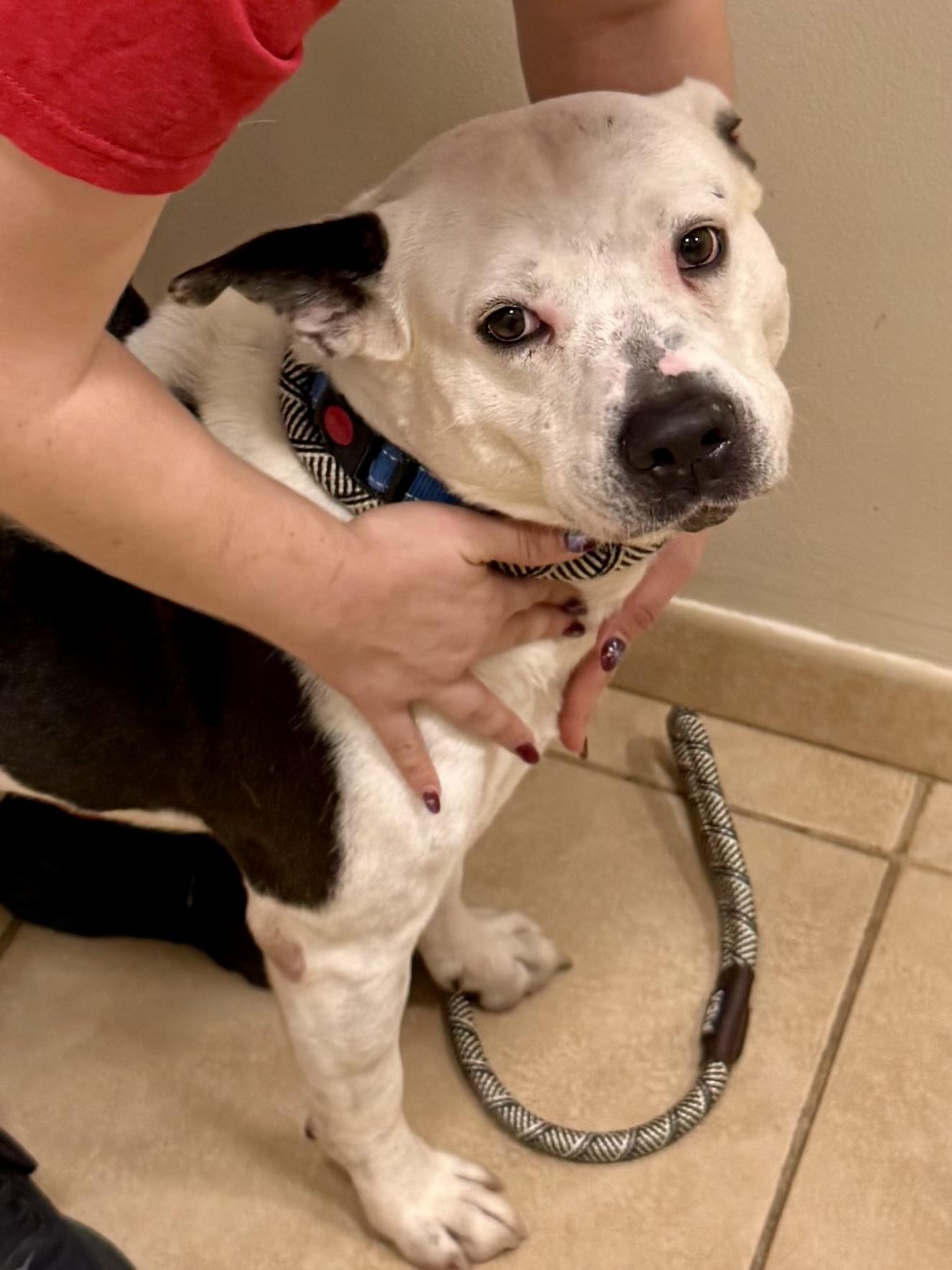 Enlarge Luke Stunning boy , a ADOPTABLE American Bulldog in Boca Raton, FL image 4/6