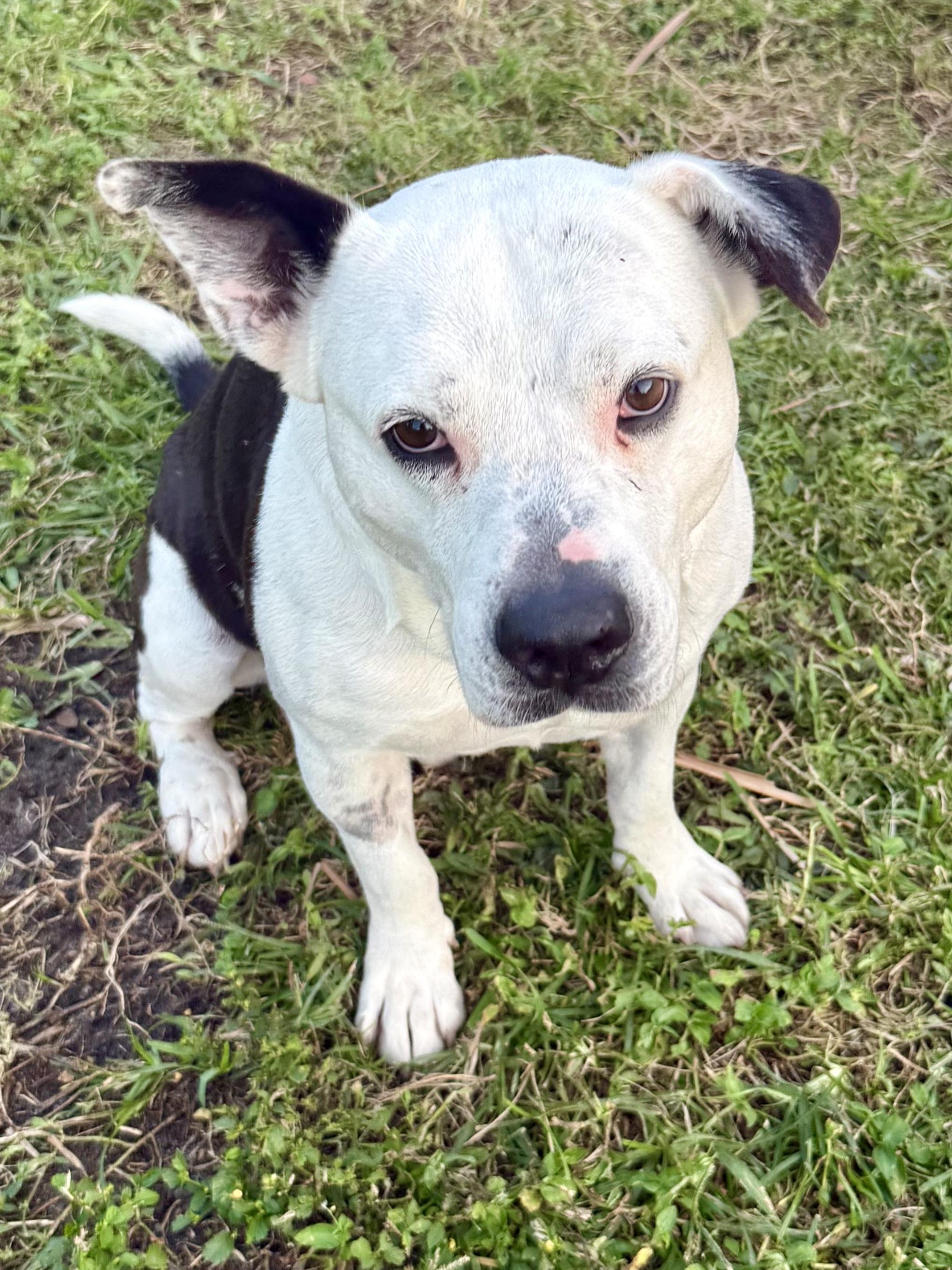 Shop red nose bull terrier Store, image size:2040x2720