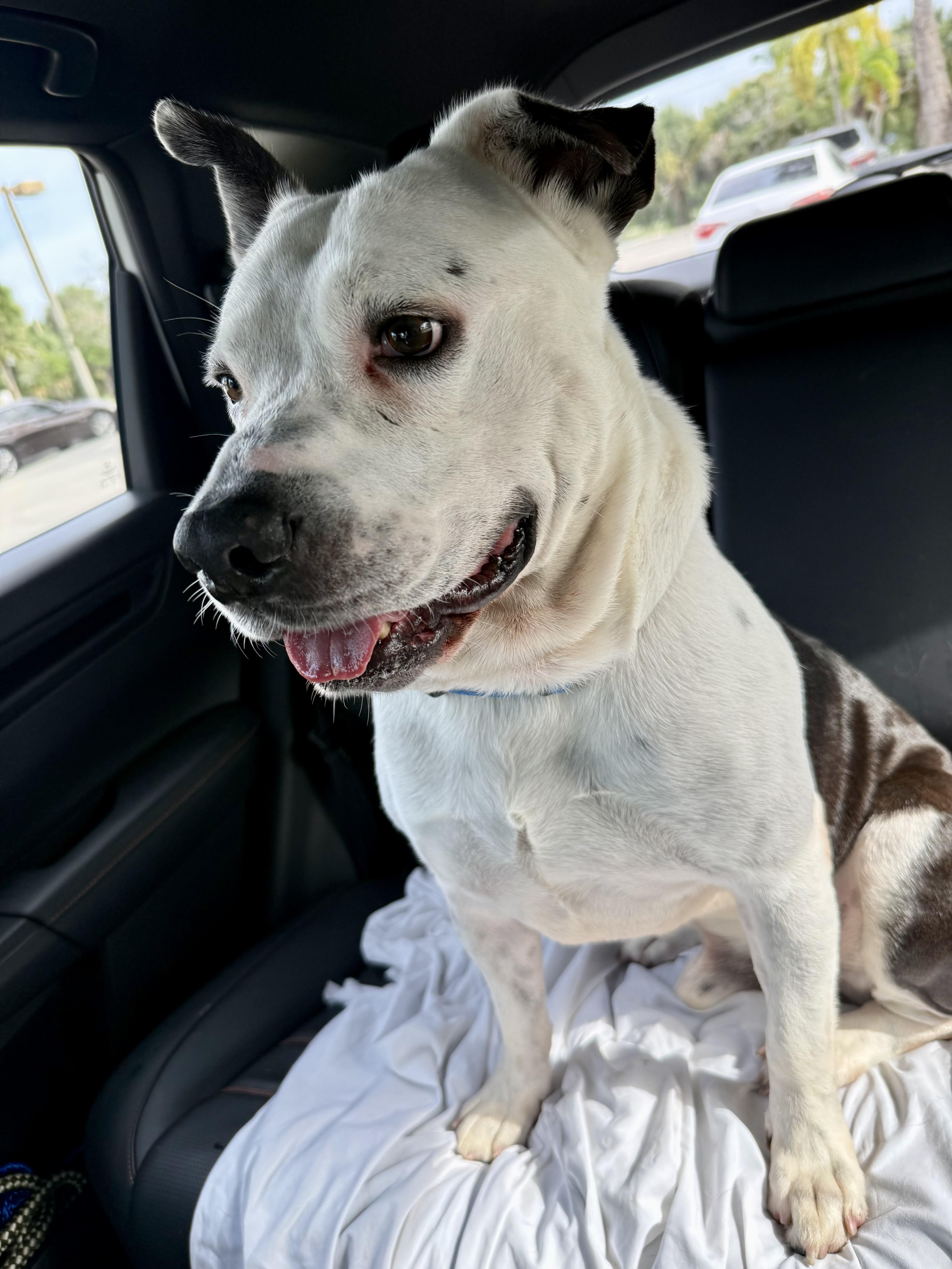 Enlarge Luke Stunning boy , a ADOPTABLE American Bulldog in Boca Raton, FL image 5/6