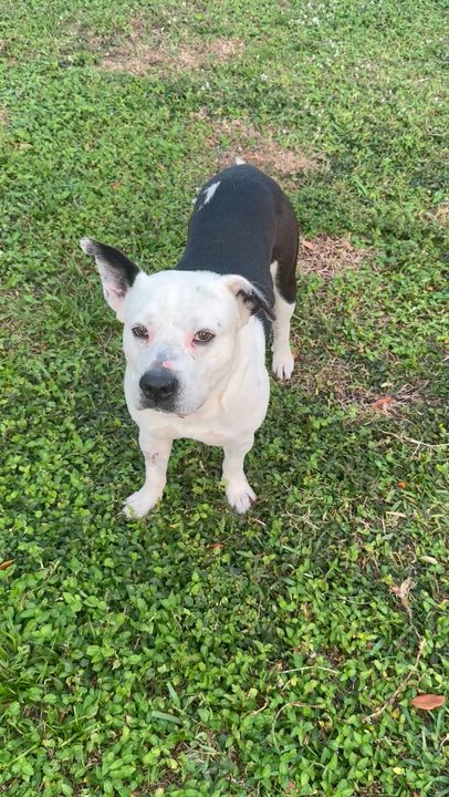 Enlarge Luke Stunning boy , a ADOPTABLE Bulldog in Boca Raton, FL video 2/6