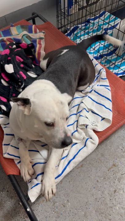 Enlarge Luke Stunning boy , a ADOPTABLE Bulldog in Boca Raton, FL video 4/6