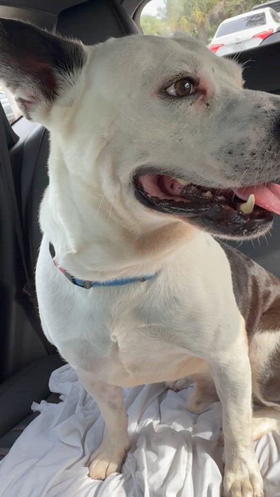 Enlarge Luke Stunning boy , a ADOPTABLE American Bulldog in Boca Raton, FL video 6/6