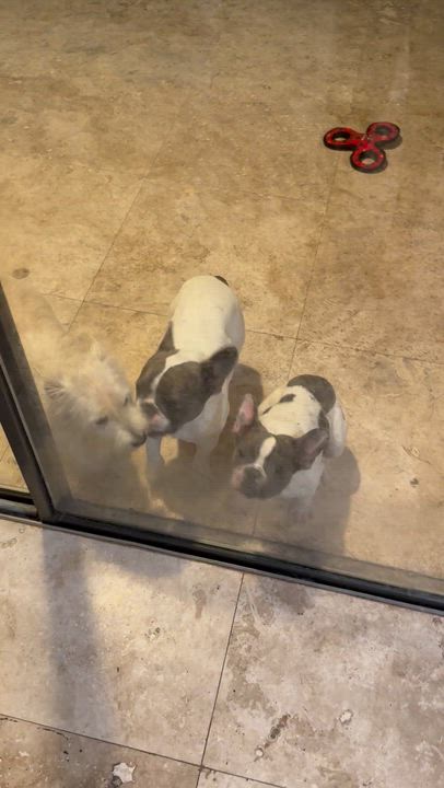 Enlarge Luke Stunning boy , a ADOPTABLE Bulldog in Boca Raton, FL video 6/6