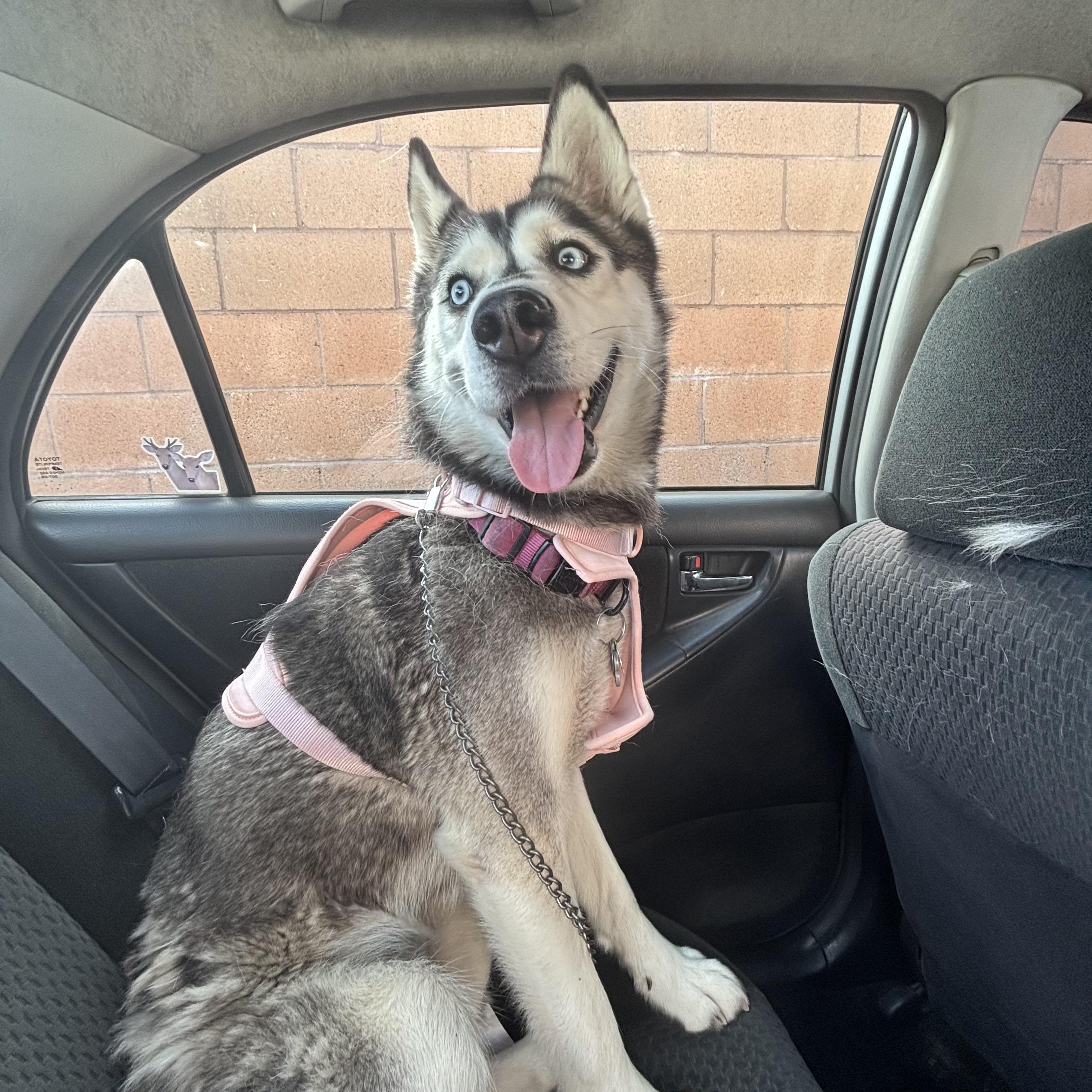 Reign, ADOPTABLE, Adult Female Siberian Husky.