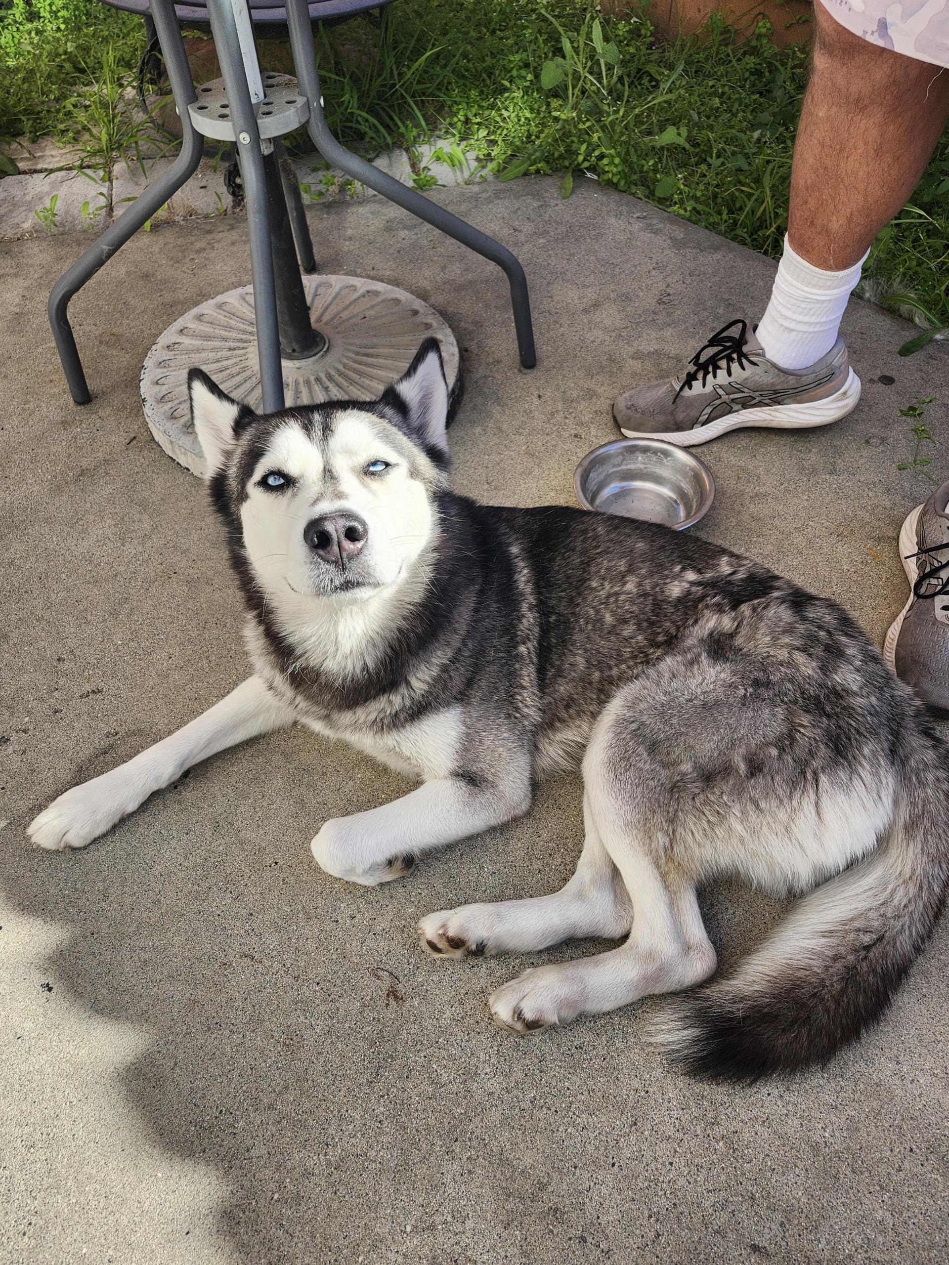 Enlarge Reign, a ADOPTABLE Siberian Husky in Menifee, CA image 3/4