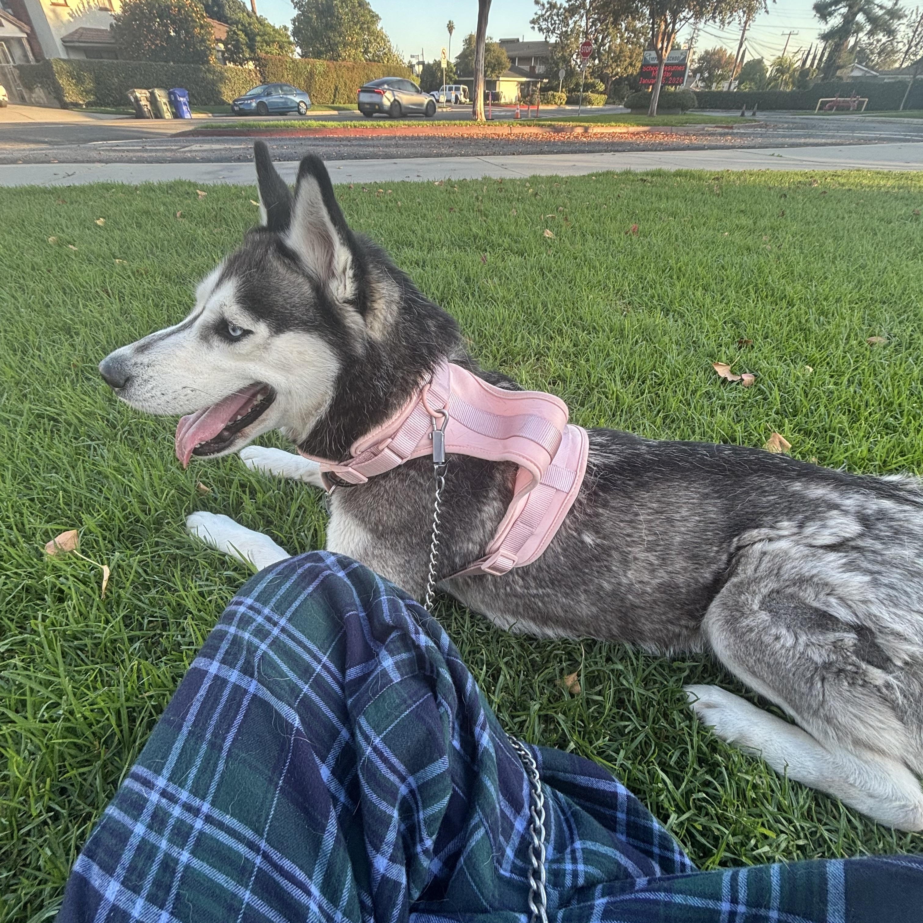Enlarge Reign, a ADOPTABLE Siberian Husky in Menifee, CA image 4/4