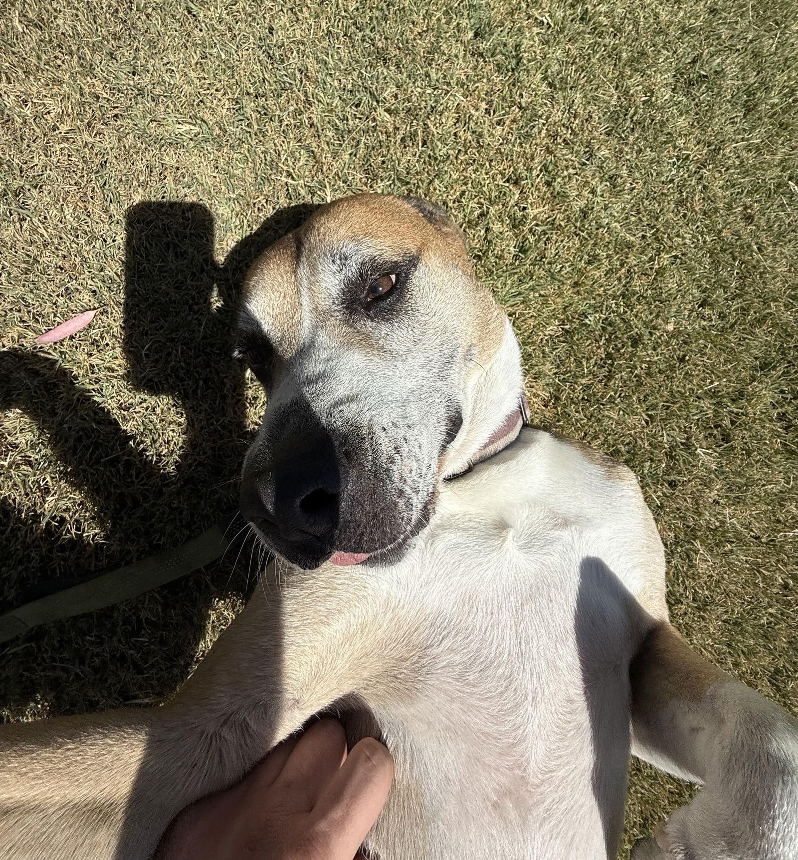 Enlarge Bitsy (Courtesy Post), a Adoptable Labrador Retriever in Davis, CA image 1/3
