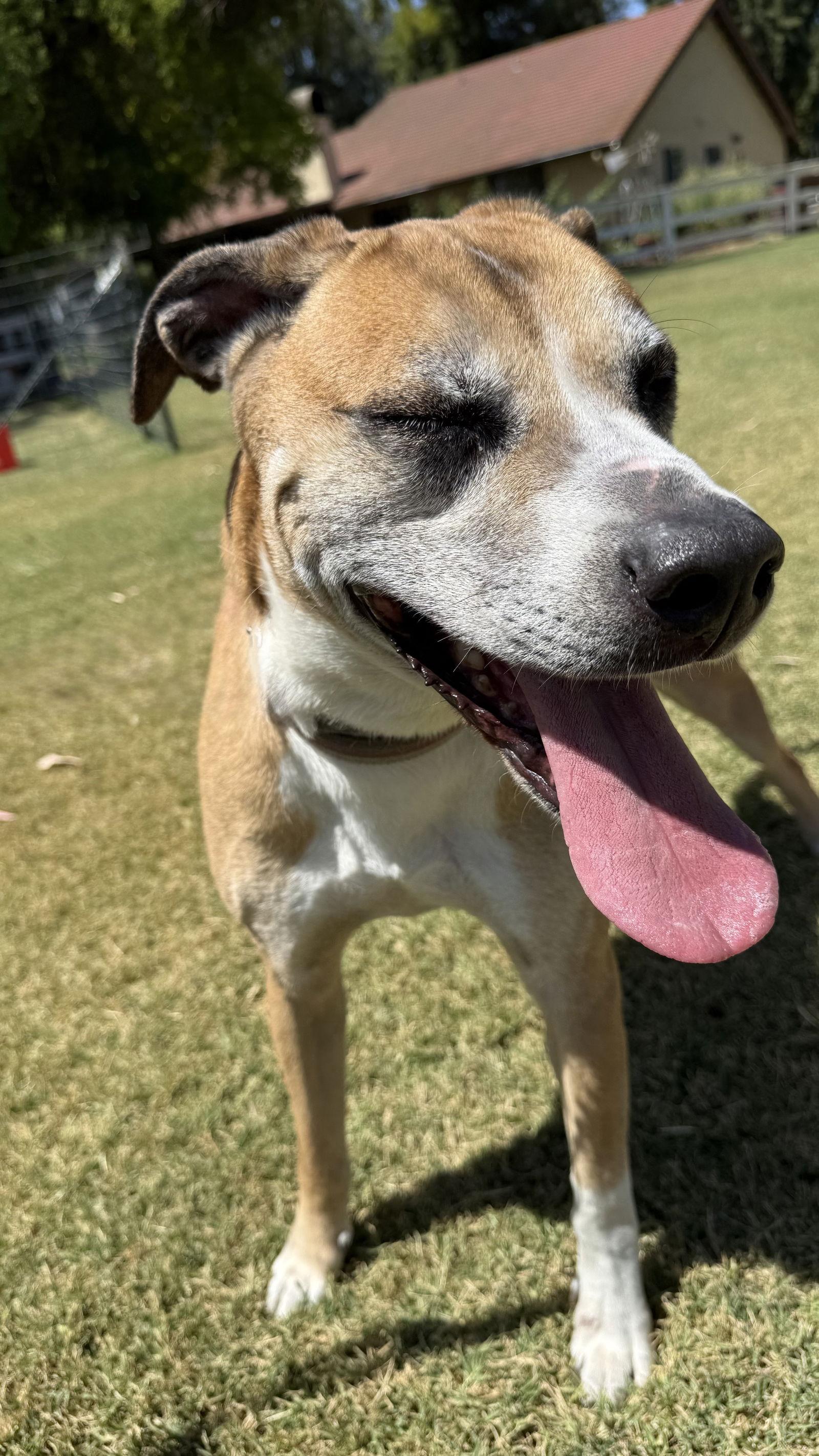 Enlarge Bitsy (Courtesy Post), a Adoptable Labrador Retriever in Davis, CA image 2/3