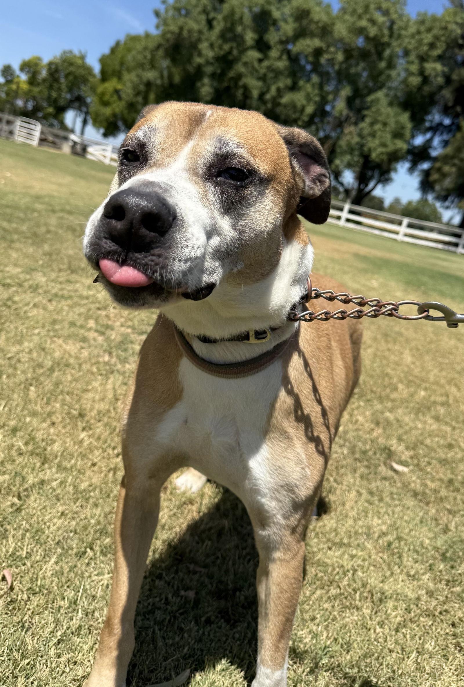 Enlarge Bitsy (Courtesy Post), a Adoptable Labrador Retriever in Davis, CA image 3/3
