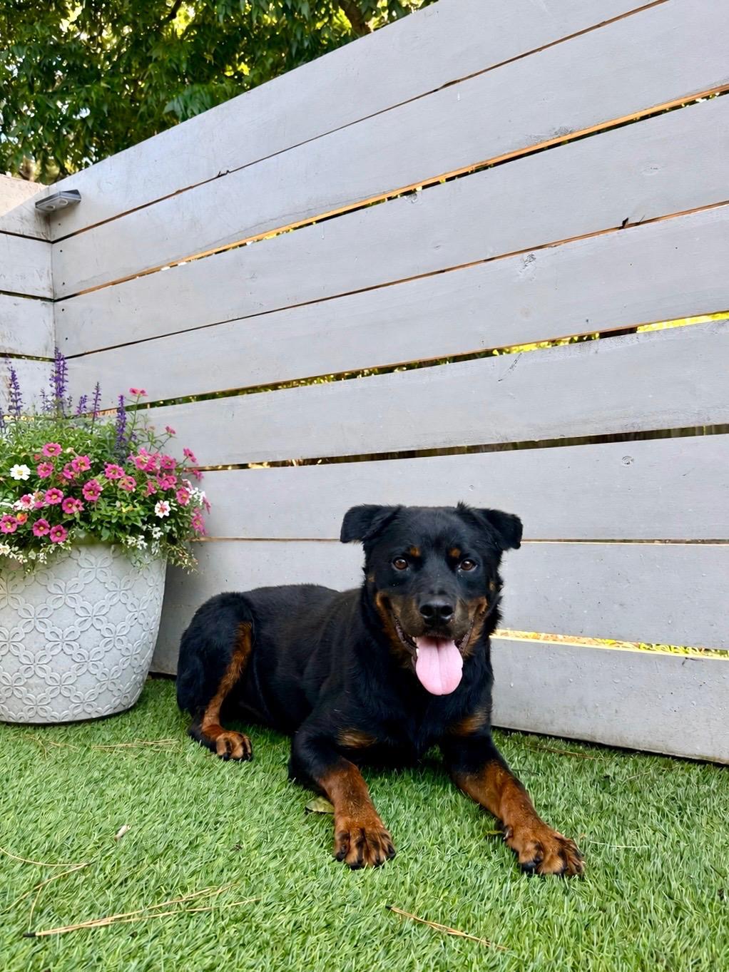 King, ADOPTABLE, Young Male Rottweiler.