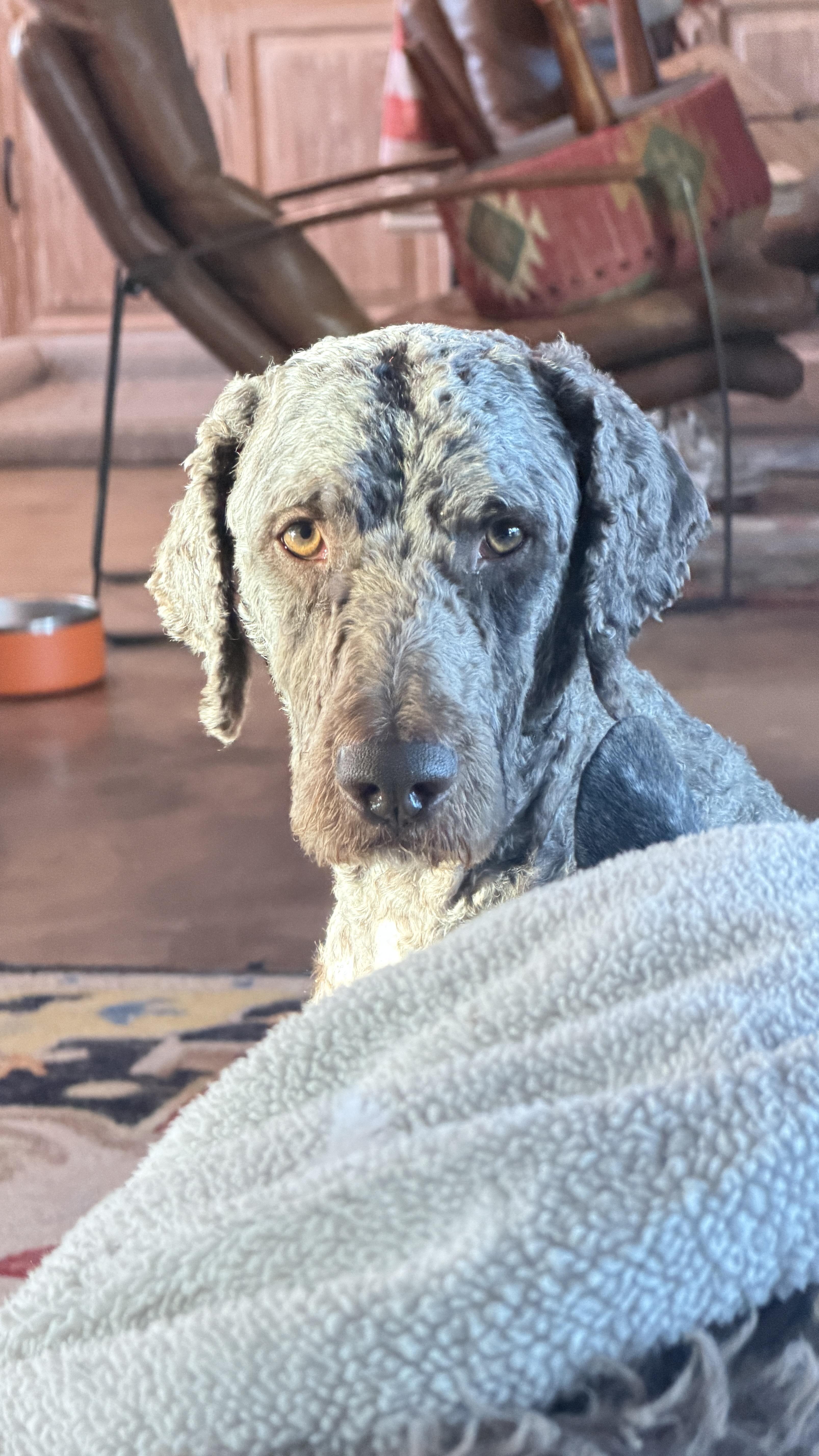 Enlarge Barry 0126, a Adopted mixed breed in Sonora, CA image 1/3