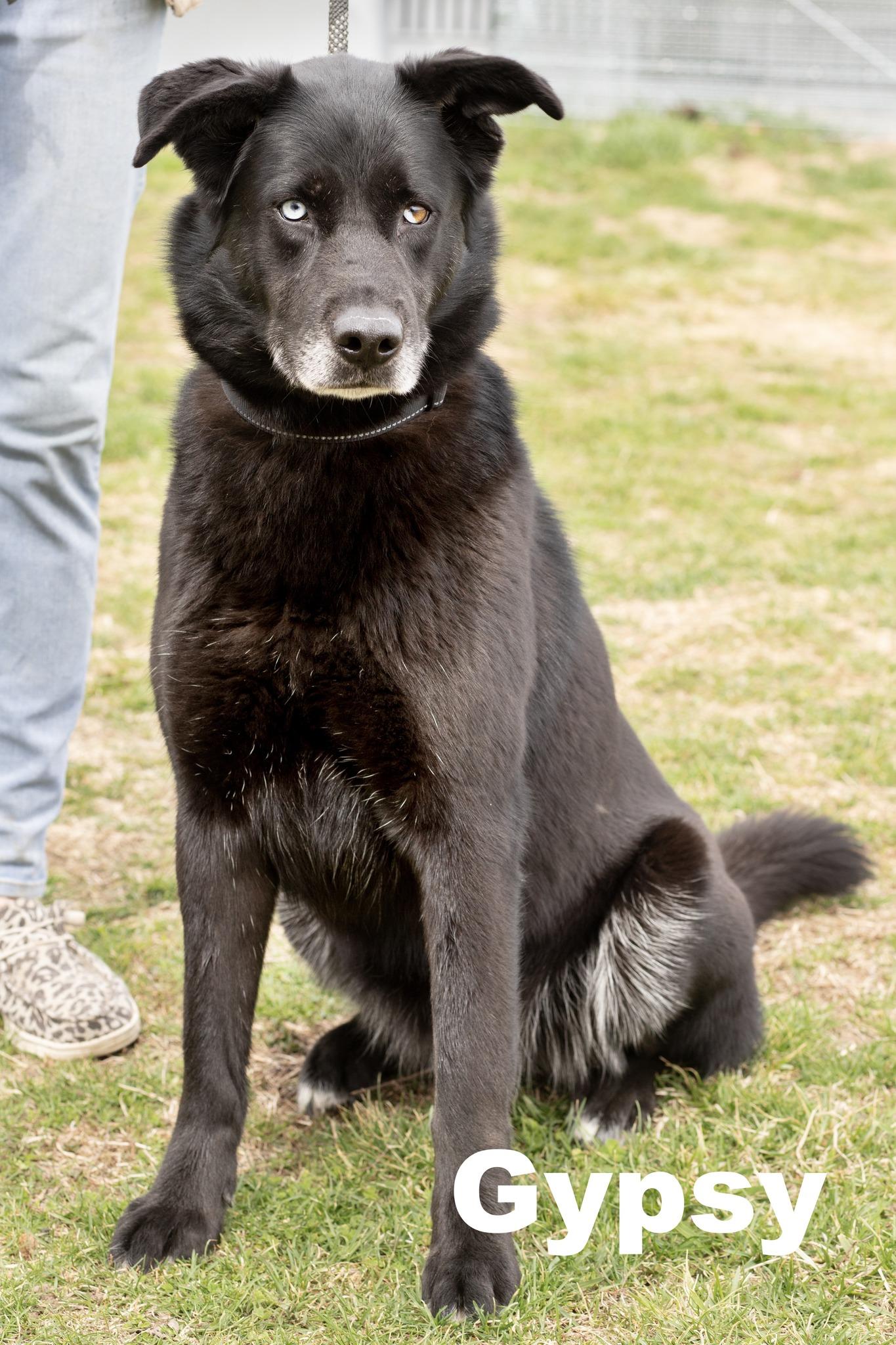 Enlarge Gypsy, an adopted Mixed Breed in Macomb, IL image 1/1