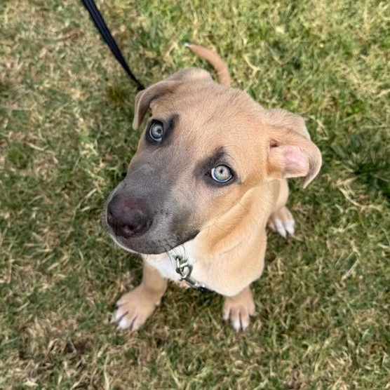 Raider, adoptable, Puppy Male Cane Corso & Shepherd.