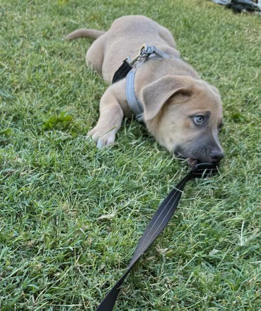 Raider, an adoptable mixed breed in Agua Dulce, CA image 2/2