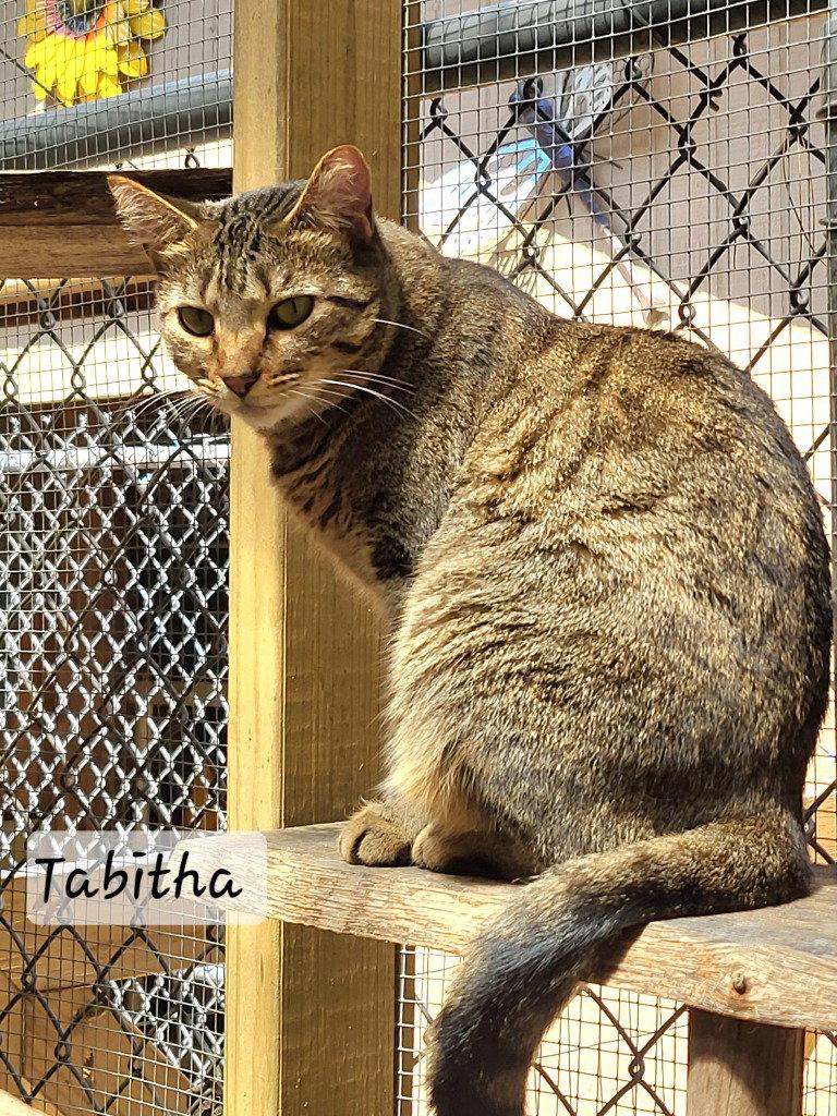 Tabitha, Adoptable, Adult Female Domestic Short Hair.
