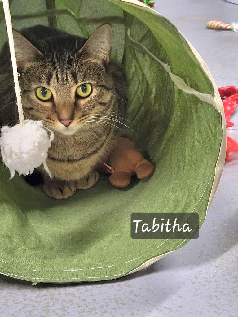 Tabitha, Adoptable, Adult Female Domestic Short Hair.