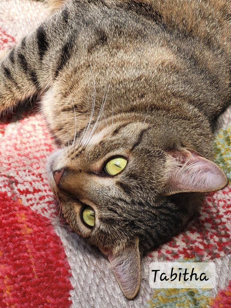 Tabitha, Adoptable, Adult Female Domestic Short Hair.