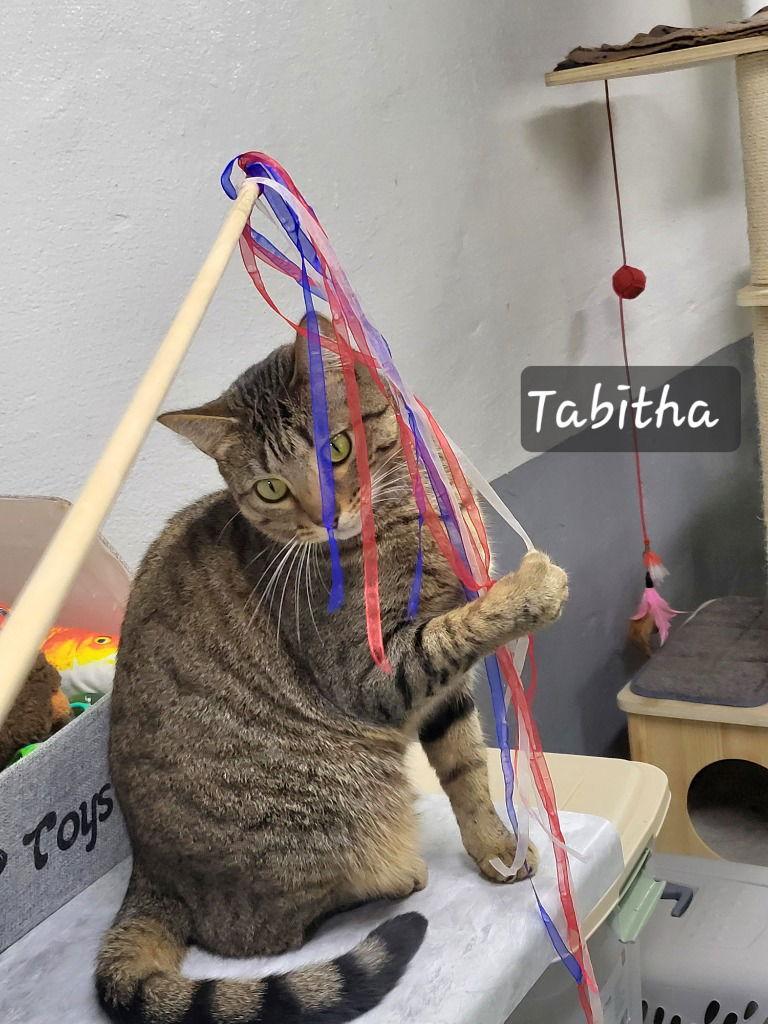 Enlarge Tabitha, a Adoptable Domestic Short Hair in Ellijay, GA image 2/3