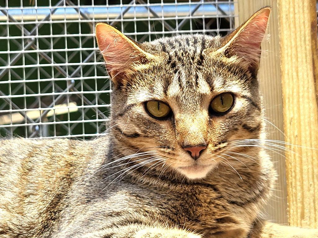 Enlarge Tabitha, a Adoptable Domestic Short Hair in Ellijay, GA image 3/3