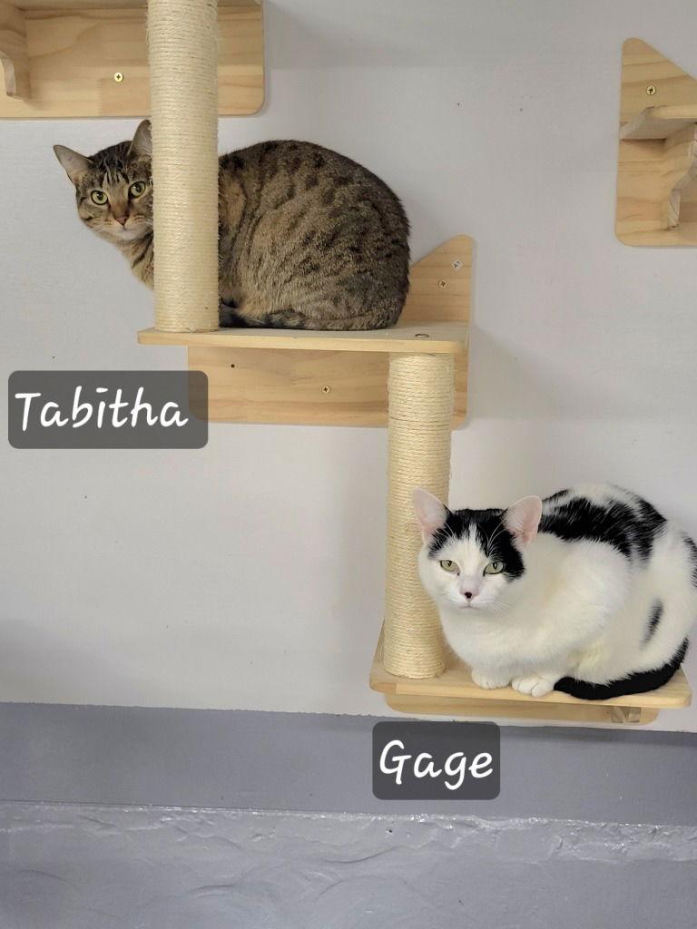 Tabitha, a Adoptable Domestic Short Hair in Ellijay, GA image 2/3