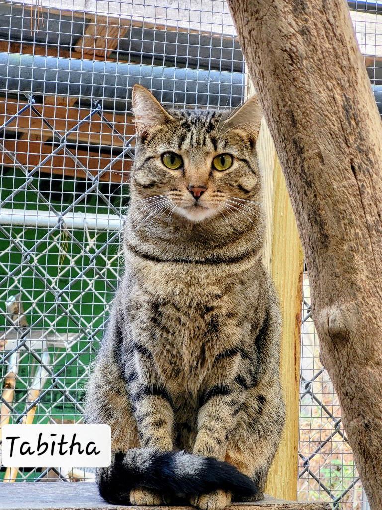 Enlarge Tabitha, a Adoptable Domestic Short Hair in Ellijay, GA image 3/3