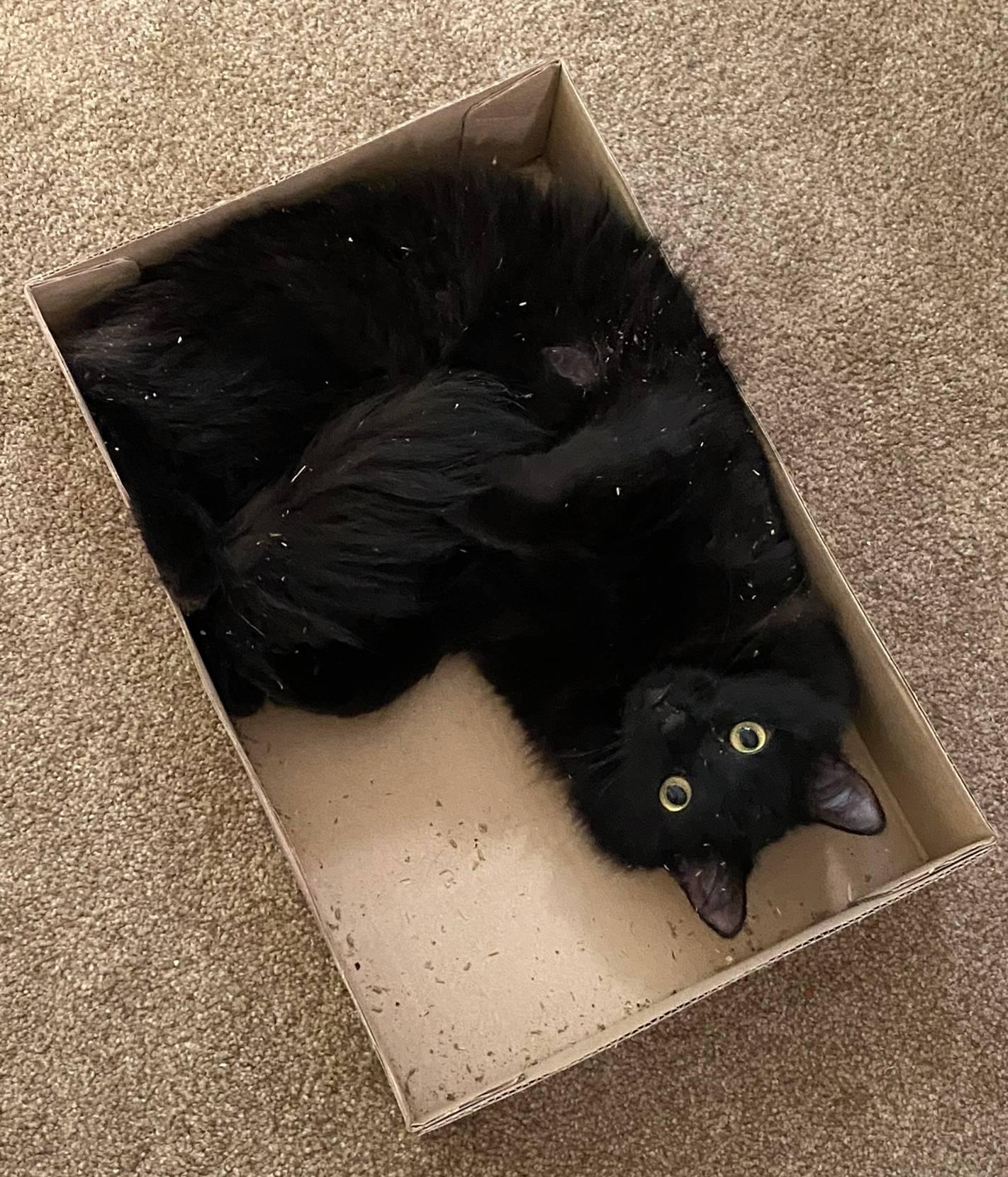 Enlarge Sasha, a ADOPTABLE mixed breed in Coachella, CA image 3/3