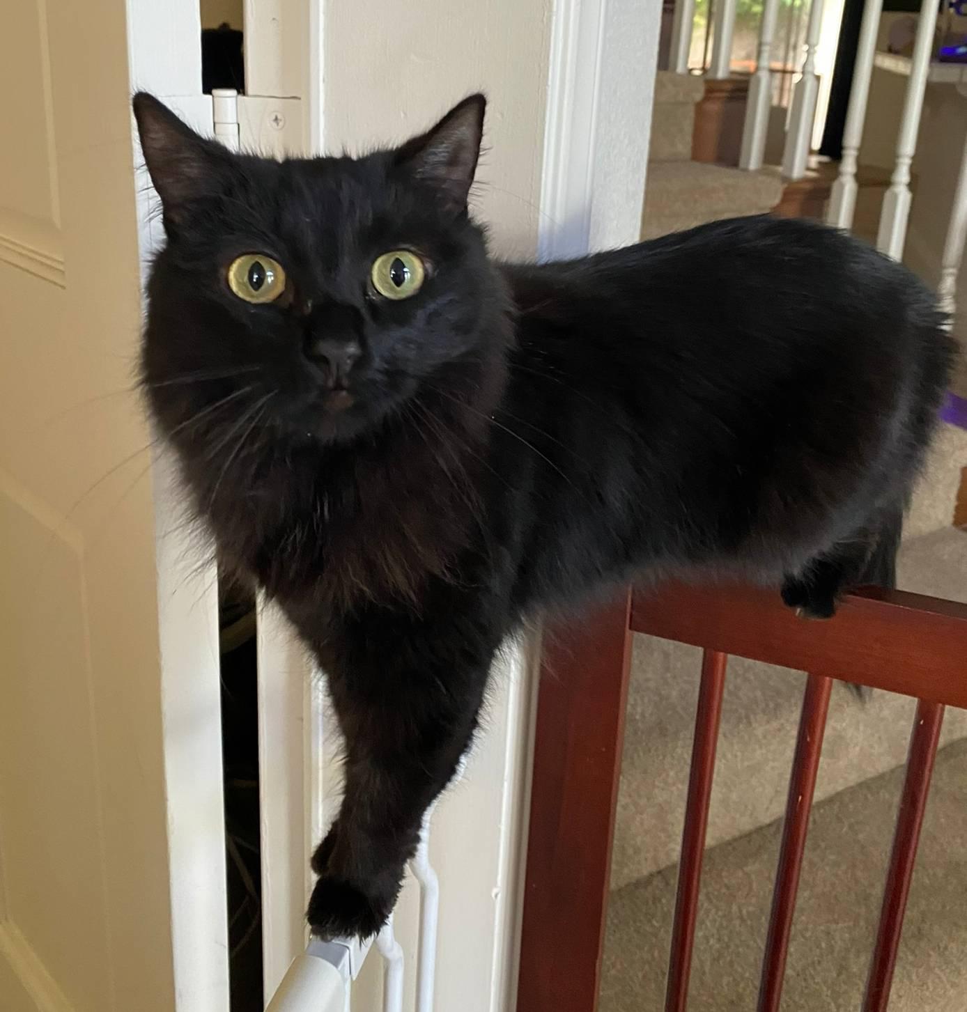 Sasha, ADOPTABLE, Adult Female Domestic Medium Hair.