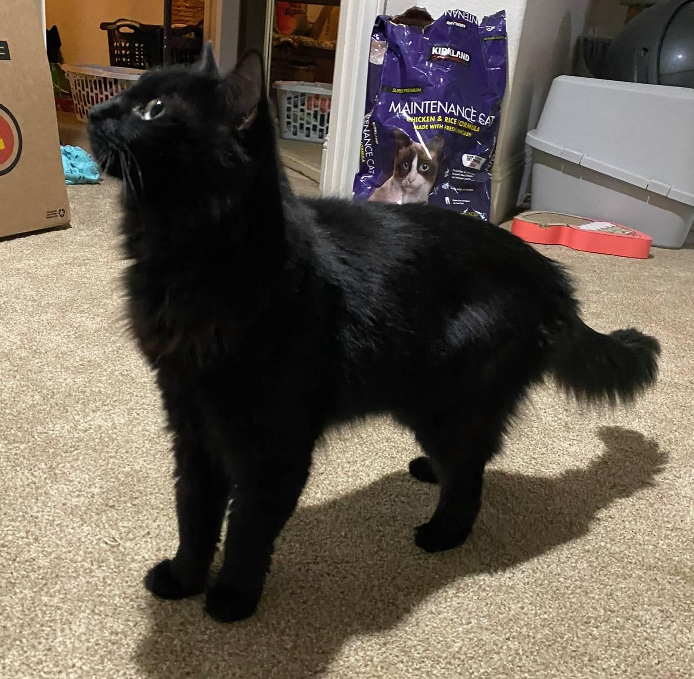 Enlarge Sasha, a ADOPTABLE mixed breed in Coachella, CA image 2/3