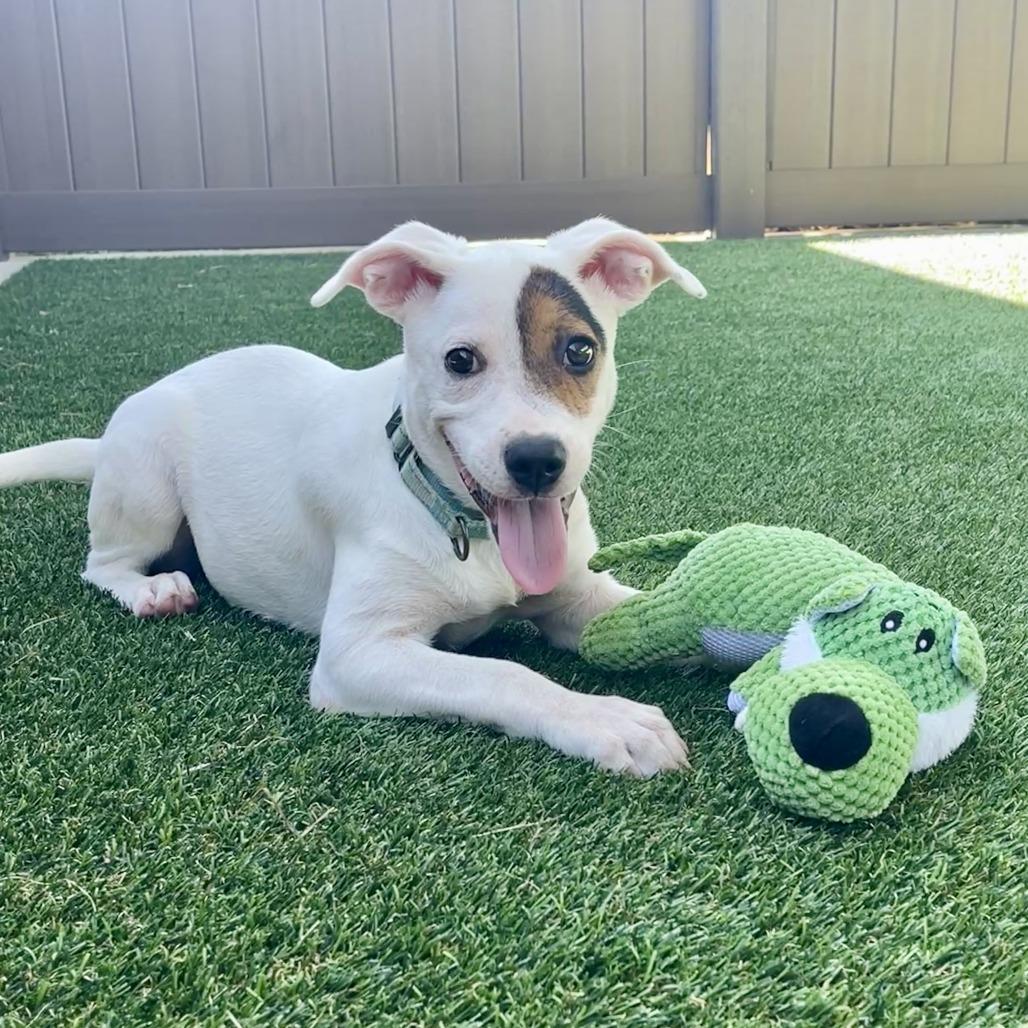 Sophie, Adoptable, Puppy Female Mixed Breed.