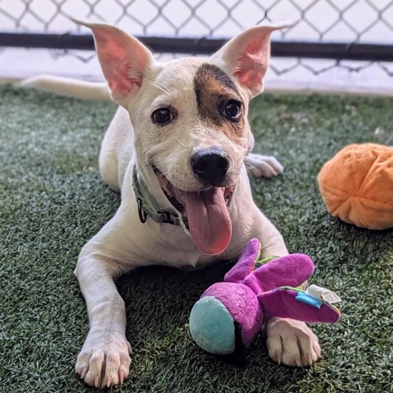 Enlarge Sophie, a Adoptable Mixed Breed in Bradenton, FL image 2/4