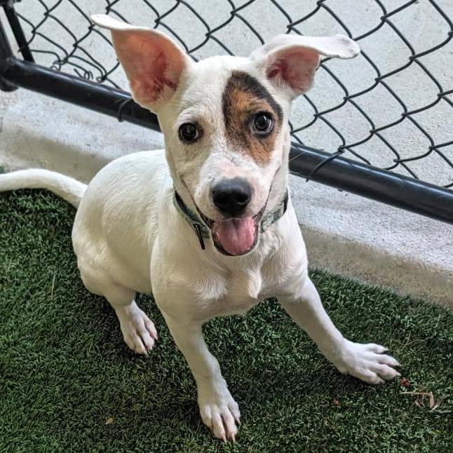 Enlarge Sophie, a Adoptable Mixed Breed in Bradenton, FL image 3/4