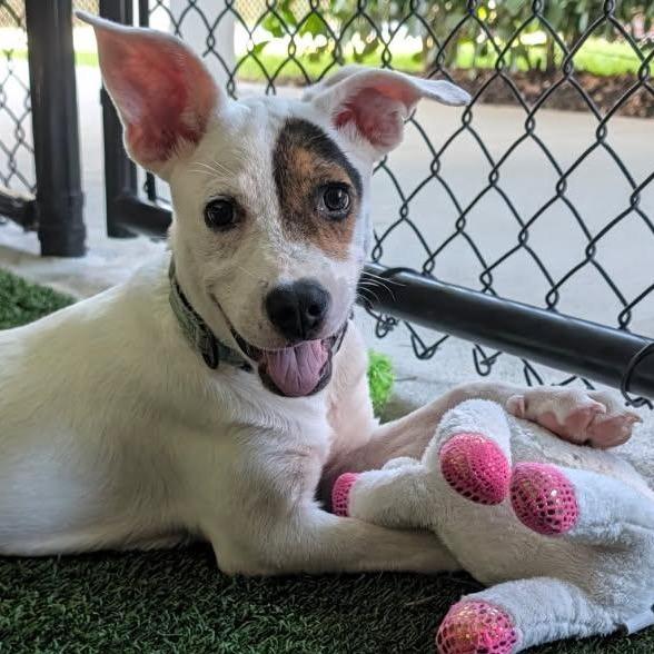 Enlarge Sophie, a Adoptable Mixed Breed in Bradenton, FL image 4/4