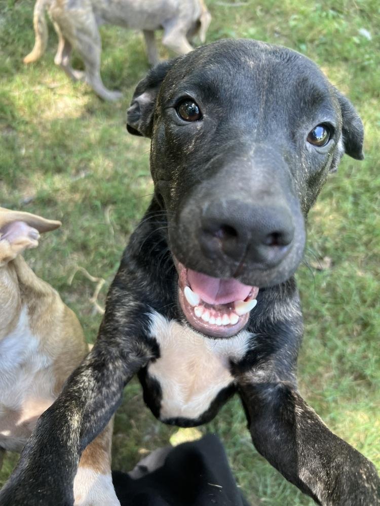 Wally, Adoptable, Puppy Male Pit Bull Terrier.