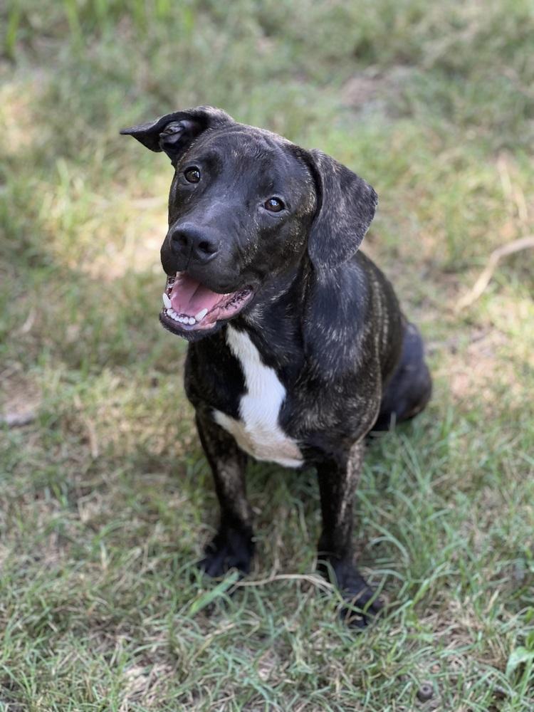 Enlarge Wally, a Adoptable mixed breed in New Bedford, MA image 2/4