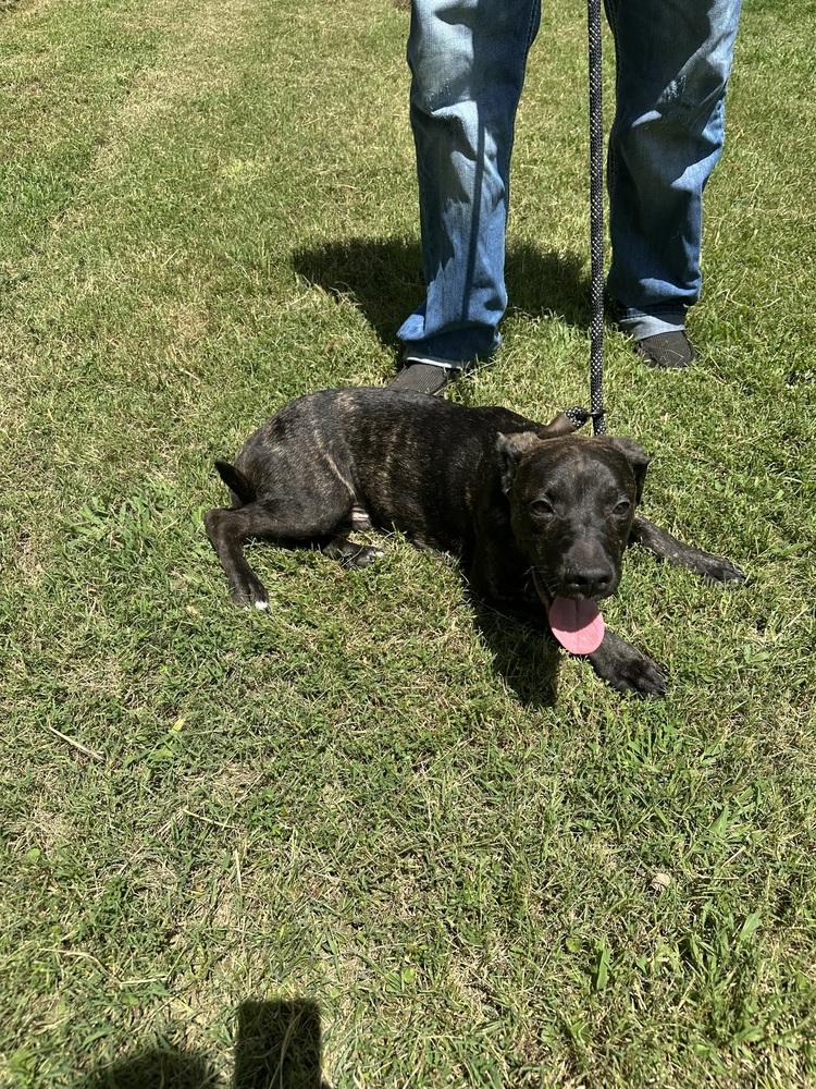 Enlarge Wally, a Adoptable mixed breed in New Bedford, MA image 3/4