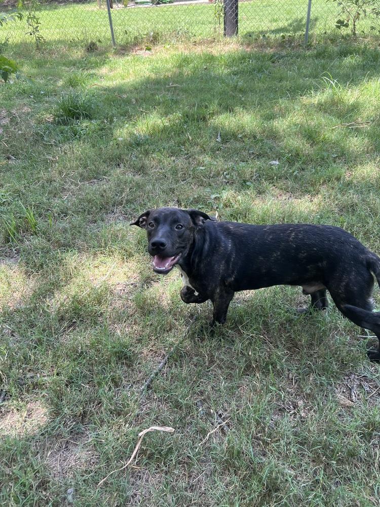 Enlarge Wally, a Adoptable mixed breed in New Bedford, MA image 4/4