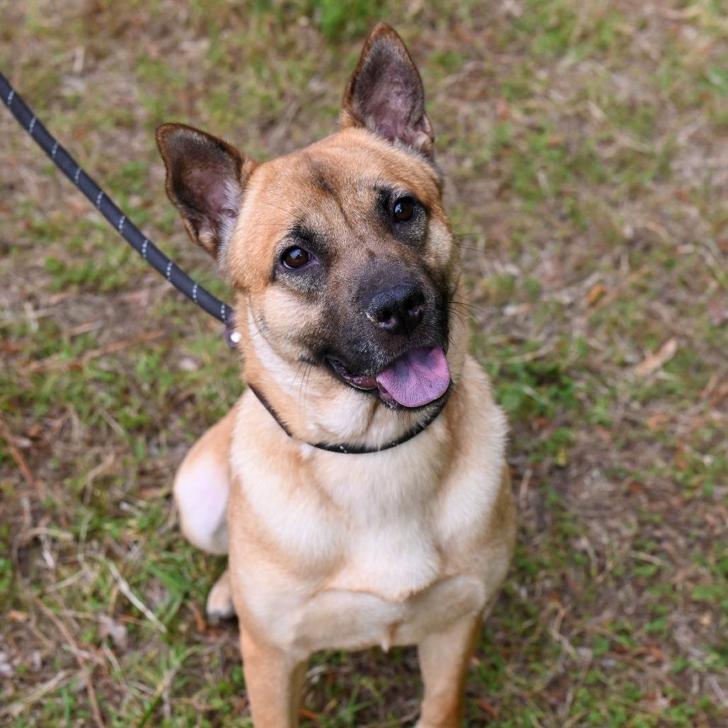 Bailey, Adoptable, Adult Female Shiba Inu & Shepherd.