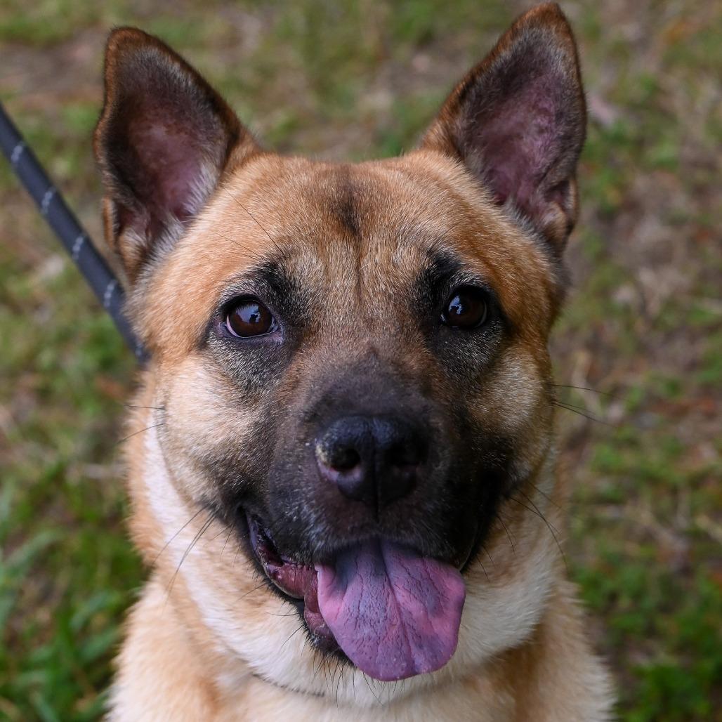 Bailey, a Adoptable mixed breed in Richmond, VA image 2/6