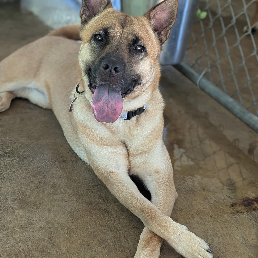 Bailey, a Adoptable mixed breed in Richmond, VA image 3/6