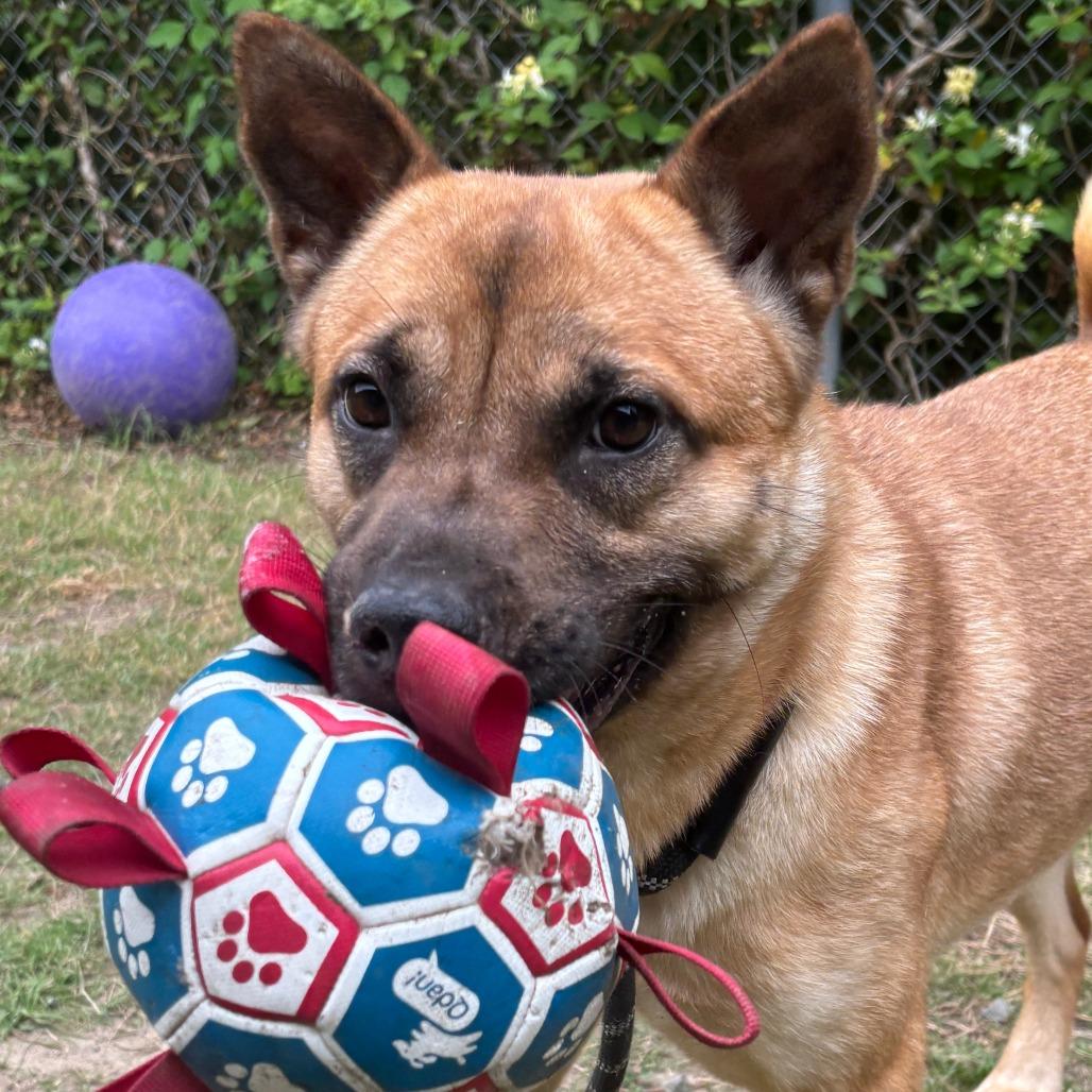 Bailey, a Adoptable mixed breed in Richmond, VA image 4/6
