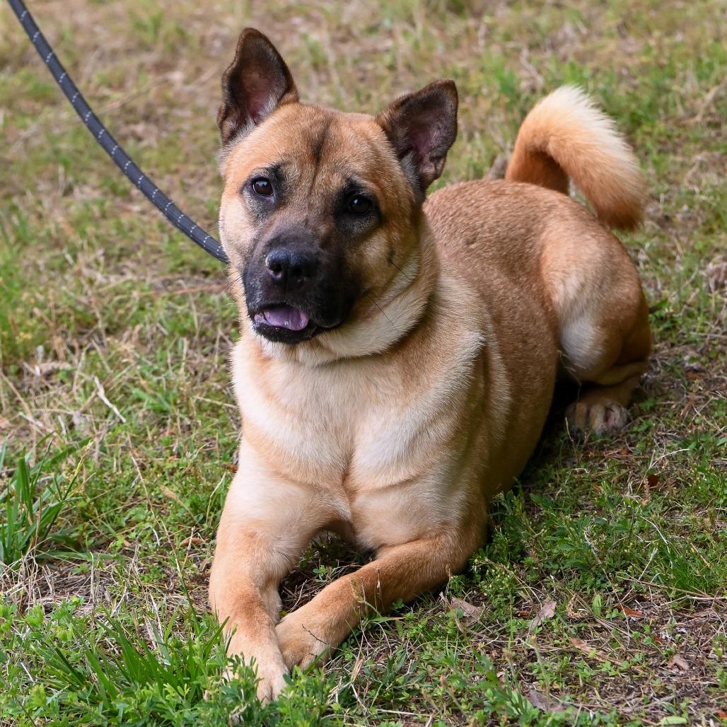 Bailey, a Adoptable mixed breed in Richmond, VA image 6/6