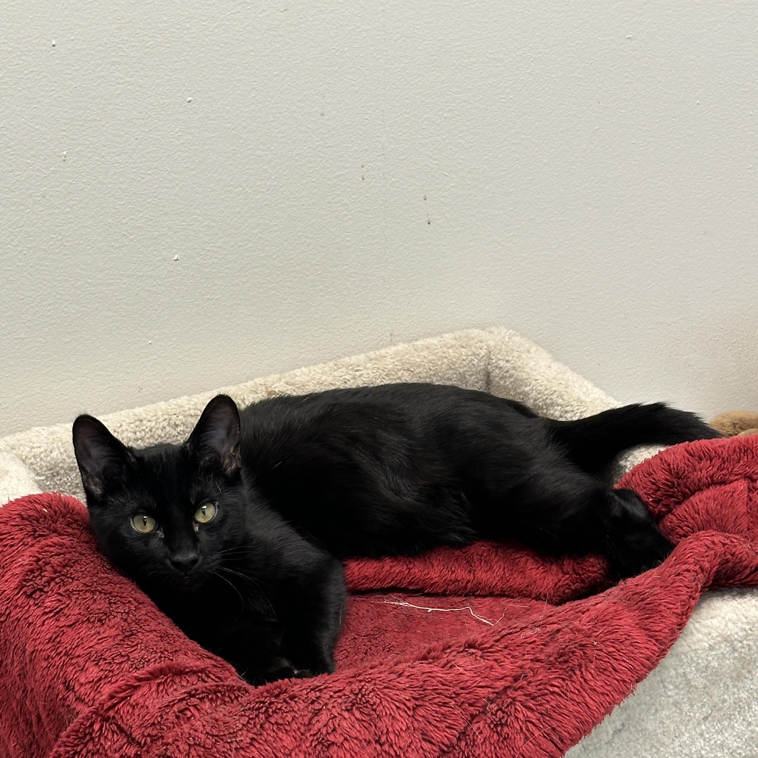 Enlarge Marcel, Momma Lyra, Marie & Hercules, a Adoptable mixed breed in Anchorage, AK image 4/6