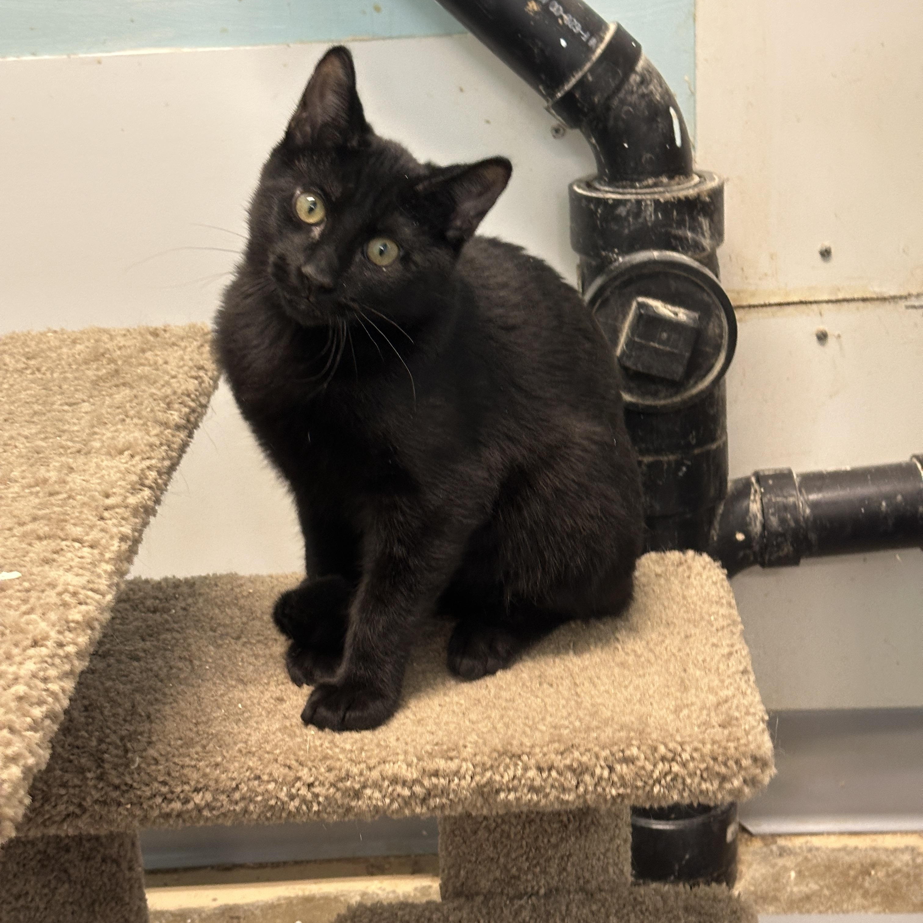 Enlarge Marcel, Momma Lyra, Marie & Hercules, a Adoptable mixed breed in Anchorage, AK image 2/6