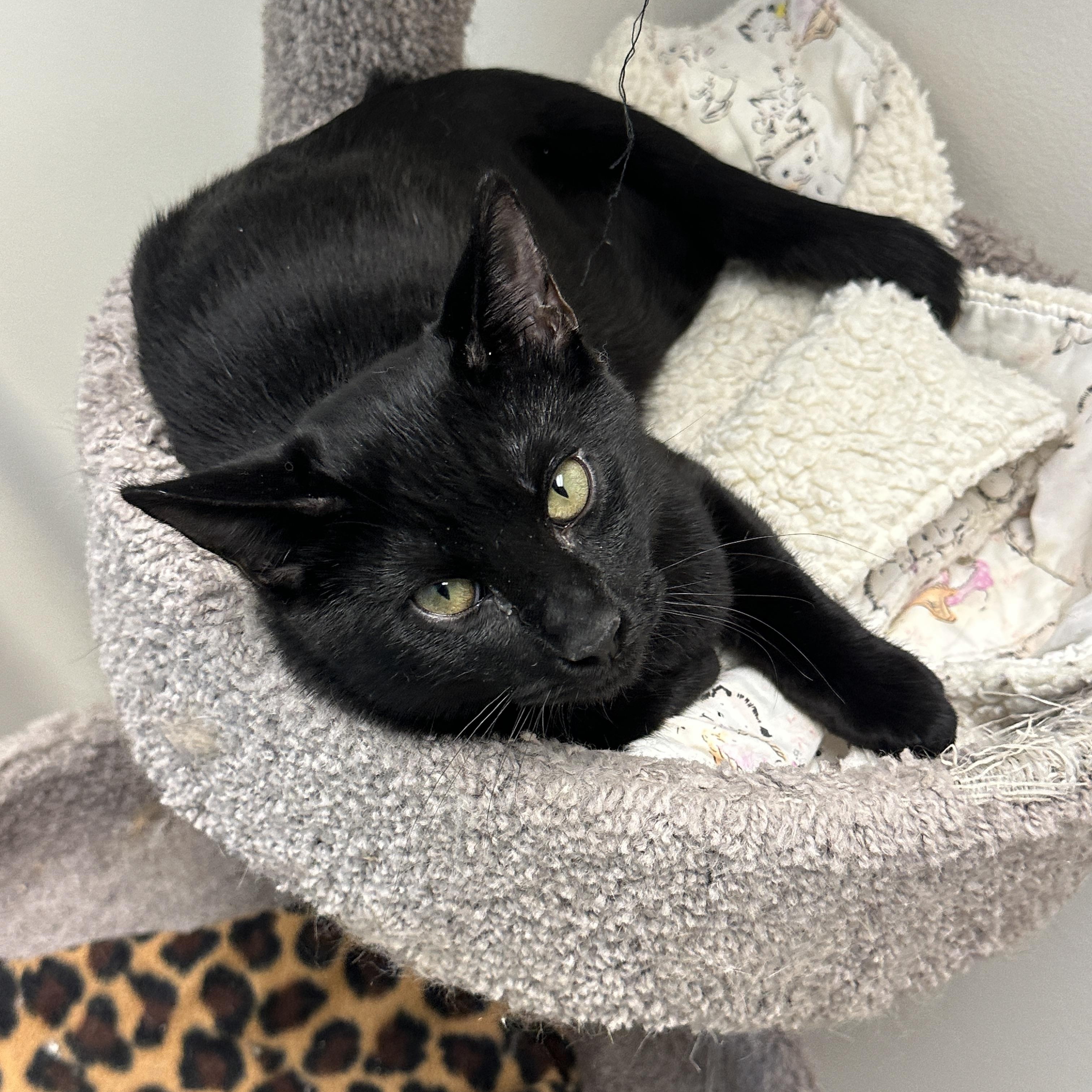 Marcel, Momma Lyra, Marie & Hercules, Adoptable, Young Male Domestic Short Hair.