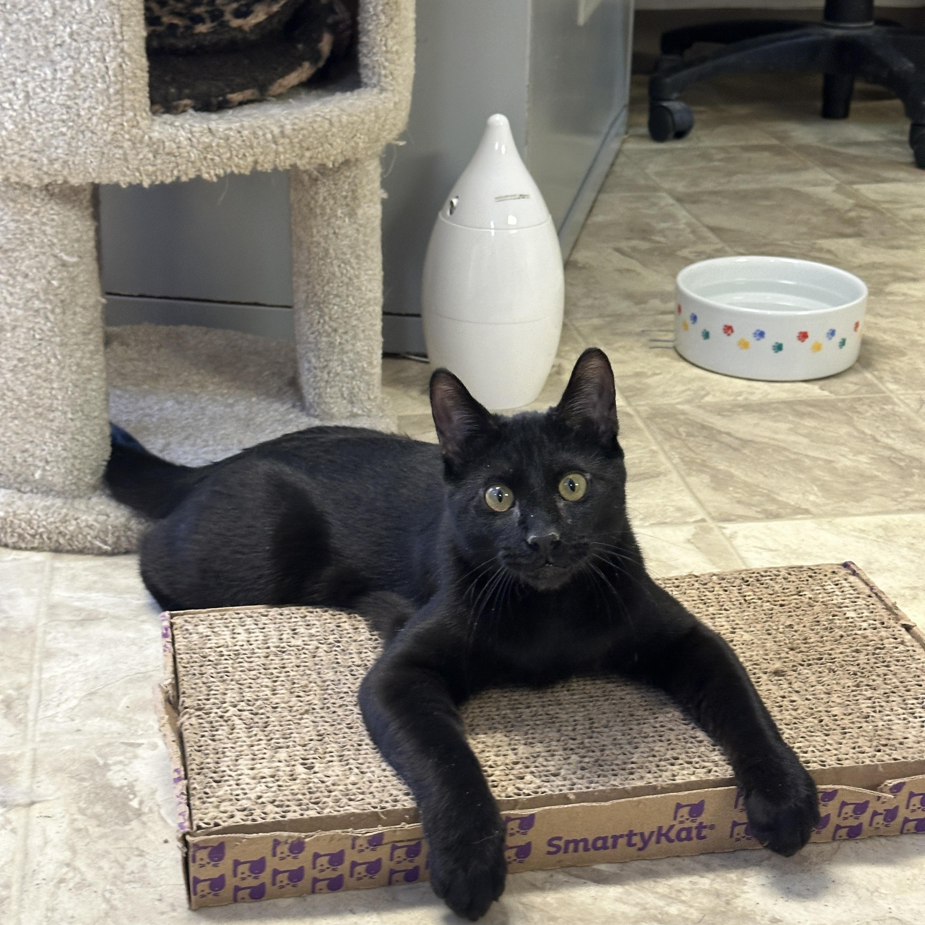 Enlarge Marcel, a Adoptable mixed breed in Anchorage, AK image 4/6