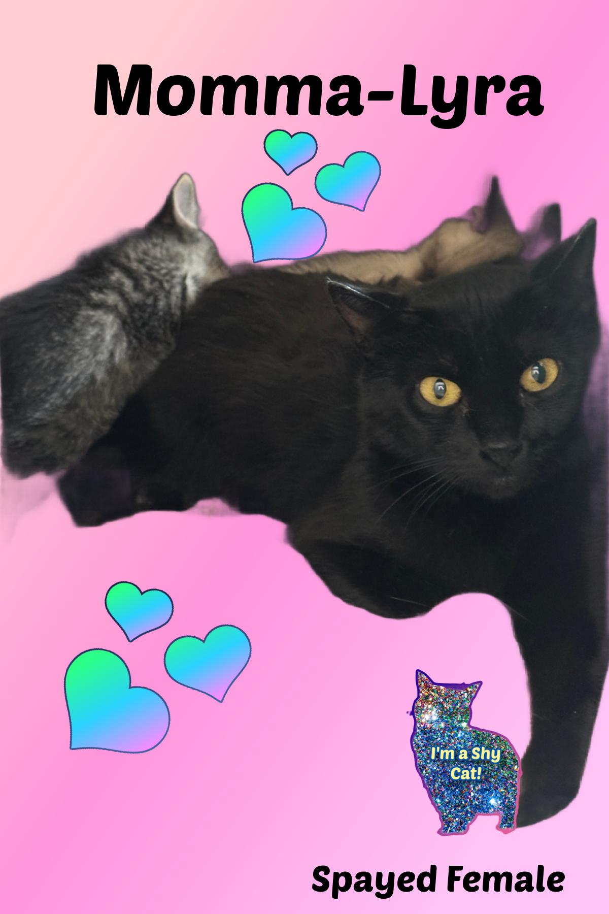 Enlarge Marcel, Momma Lyra, Marie & Hercules, a Adoptable mixed breed in Anchorage, AK image 5/6