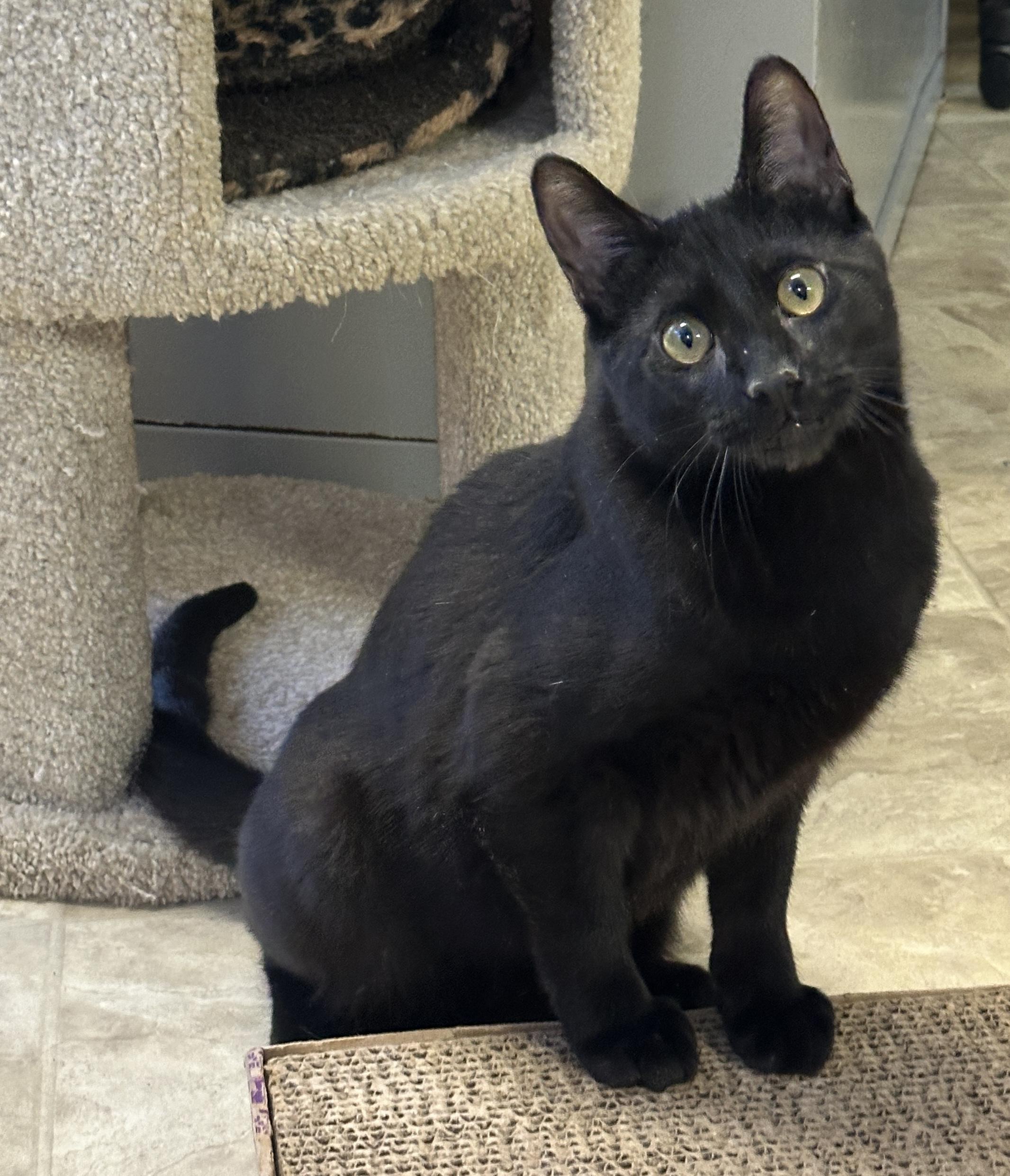 Enlarge Marcel, a Adoptable mixed breed in Anchorage, AK image 2/6